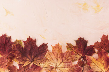 Naklejka na ściany i meble Red maple leaves on pink background. Autumn layout. Banner or message board template. Copy space