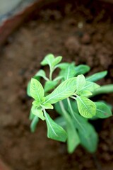 Plant with green and yellow leaf's
