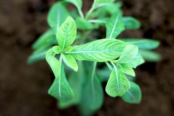 Plant with green and yellow leaf's
