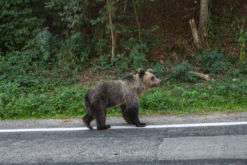 Fototapeta premium Young bear on the street