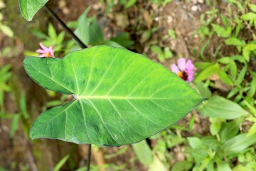 heart shape leaf commonly found in india