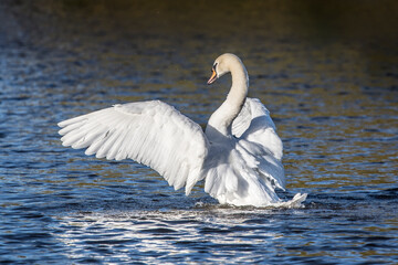 Showing off mute swan