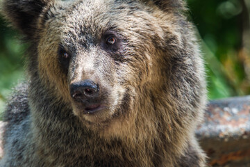 Bear on a street in Romania