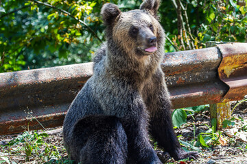 Bear on a street in Romania