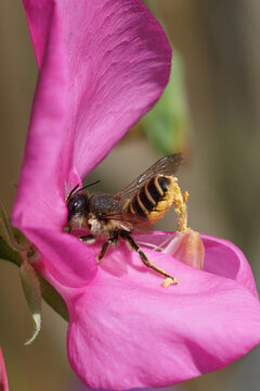 A female of the banded mud bee, Megachile ericetorum sipping nectar