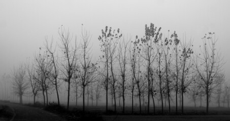 Misty Morning Mist