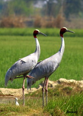 Crowned crane in the wild