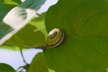 Grove snail hiding inside her shell on an apple tree leaf