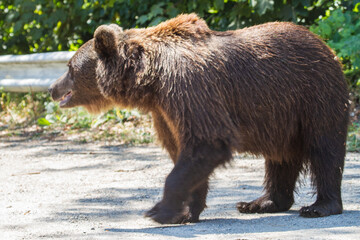 Wild she-bear on a street in Romania
