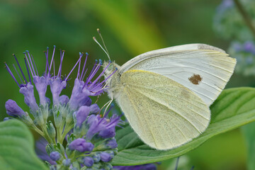 Closeup on a Cabbage white, Pieris rapae, with closed wings sipp