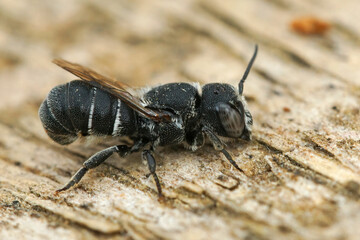 Closeup of a male small resin bee, Heriades crenulatus in the