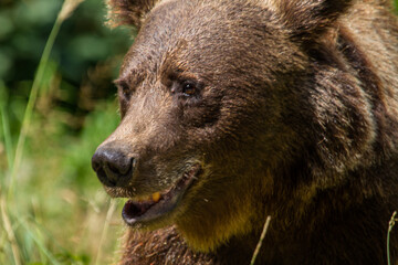 Wilder B&auml;r in Rum&auml;nien