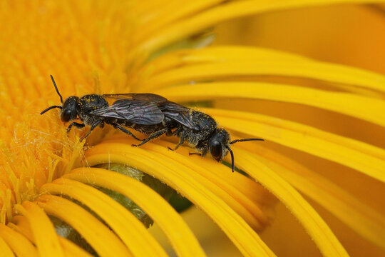 Closeup on a mating pair of kleptoparasite dark bees, Stelis breviuscula
