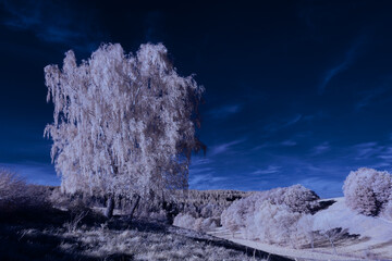 infrared photography - surreal ir photo of landscape with trees under cloudy sky - the art of our...
