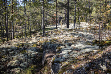 Pine forest with reindeer lichen on the hill. National Reserve "Ladoga Skerries" in Karelia on the border with Finland