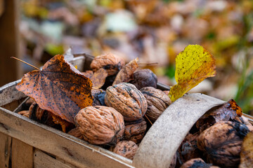 Ein Korb mit Walnüssen im Garten