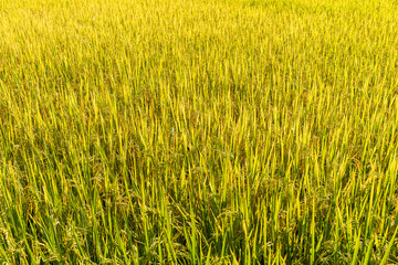 close up golden yellow rice fields.
