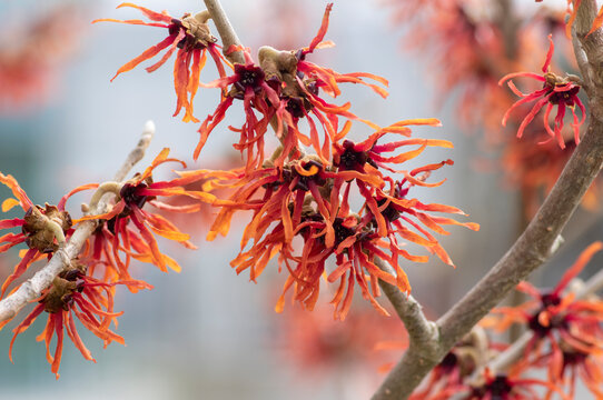 Hamamelis Intermedia Orange Red Winter Spring Flowering Plant, Group Of Amazing Witch Hazel Orange Beauty Flowers In Bloom