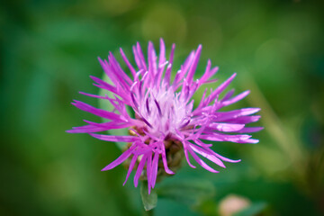 Brown knapweed (Centaurea jacea) flower