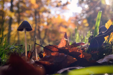 autumn in the forest