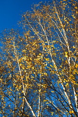 Top of the birches, sun weather and blue sky. Birch in autumn. Birch with yellow leaves on a blue sky background.