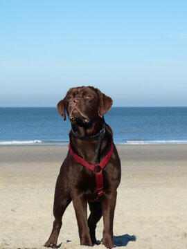 Beachlover