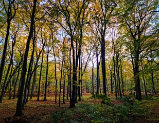 Fototapeten autumn in the forest © Agata