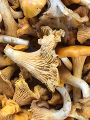 Ruffle mushroom outshines ordinary mushrooms 