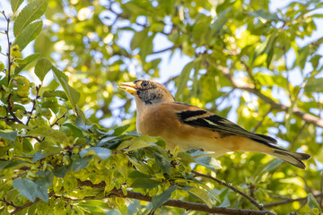 顔を上げて食べるアトリ