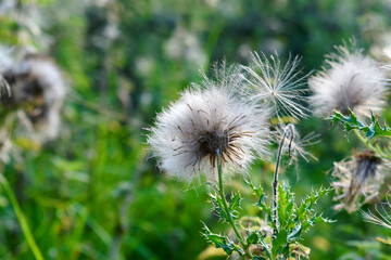 Closeup of creeping thistle flowers with seeds in summer, West Midlands, England, UK