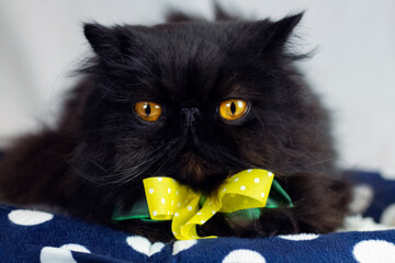 Ritratto di gatto persiano nero