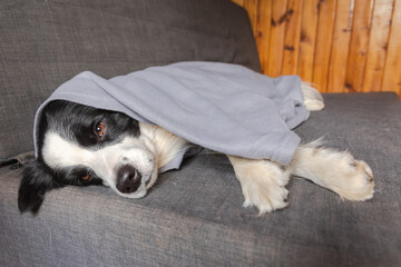 Funny puppy dog border collie lying on couch under plaid indoors. Little pet dog at home keeping warm hiding under blanket in cold fall autumn winter weather. Pet animal life Hygge mood concept.