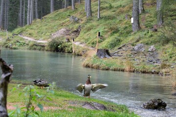CORTINA D'AMPEZZO DOLOMITI LAGO GHEDINA