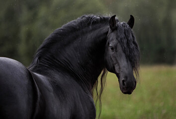 Portrait of a friesian horse (stallion) on a white background - Powered by Adobe