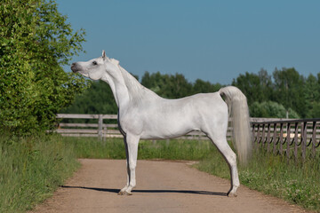Beautiful gray arabian horse with a long white mane stands on natural summer background, profile...