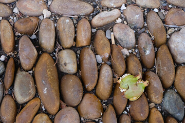 Close up Avignon medieval cobblestones near Papal Palace. Crushed green pomegranate fruit and a cigarette butt. Top view. 