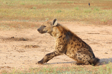 Tüpfelhyäne / Spotted hyaena / Crocuta crocuta..