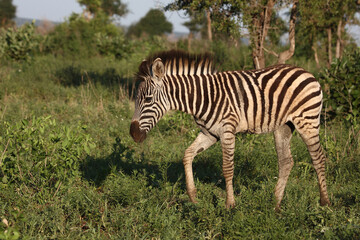 Steppenzebra / Burchell's zebra / Equus burchellii.