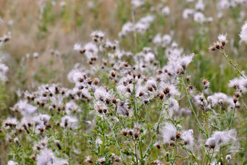 Perspective view of creeping thistle flowers with seeds in summer, West Midlands, England, UK