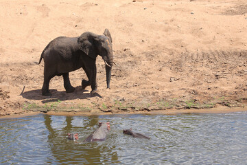 Afrikanischer Elefant und Flußpferd / African elephant and Hippopotamus / Loxodonta africana et...