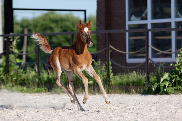 Young pretty arabian horse foal runs and frolics summer background