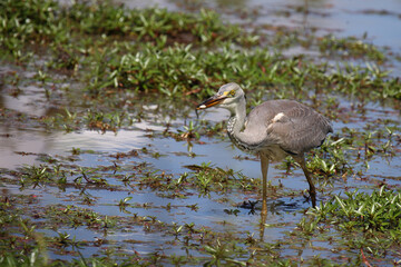 Afrikanischer Graureiher / Grey heron / Ardea cinerea.....