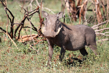 Warzenschwein / Warthog / Phacochoerus africanus