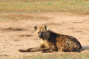 Tüpfelhyäne / Spotted hyaena / Crocuta crocuta..