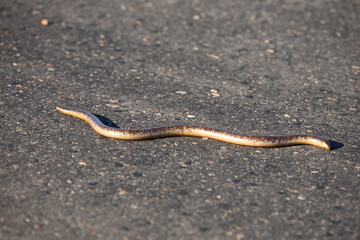 Delalande's Blindschleiche / Delalande's beaked blind snake / Rhinotyphlops lalandei