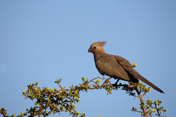 Graulärmvogel / Grey lourie or Grey go-away-bird / Corythaixoides concolor
