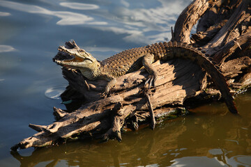 Nilkrokodil / Nile crocodile / Crocodylus niloticus..
