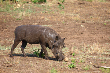 Warzenschwein / Warthog / Phacochoerus africanus