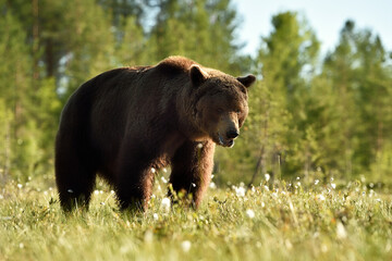 Big male brown bear at daylight
