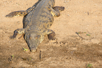 Nilkrokodil / Nile crocodile / Crocodylus niloticus